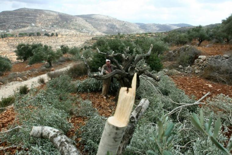 مستوطنون يقتلعون أشجار زيتون من أراضي الفلسطينيين جنوب نابلس