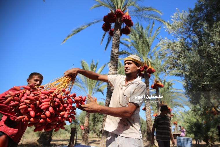 موسم قطف ثمار البلح فى غزة ‫(38928905)‬ ‫‬.JPG