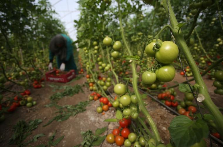وزارة الزراعة توقف تصدير المنتجات الزراعية