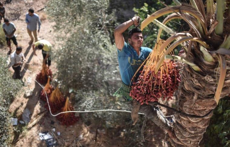 موسم جنى ثمار البلح