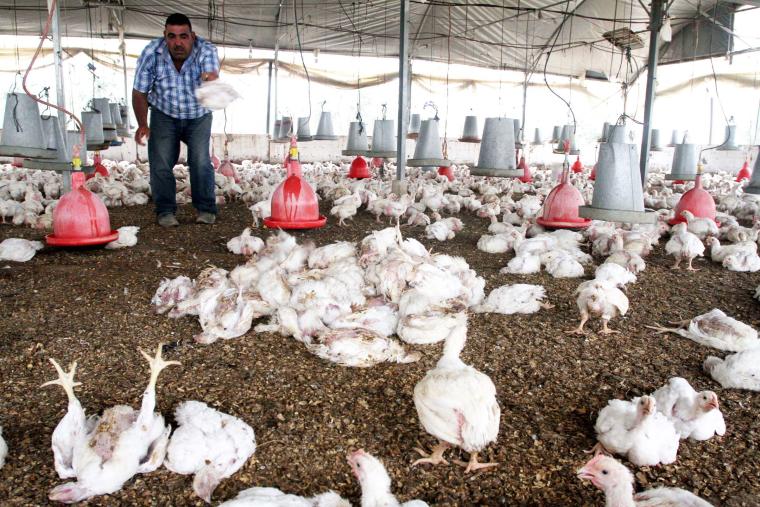 صورة لمزرعة دجاج في غزة