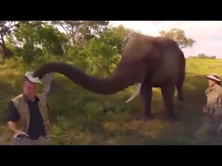 فيل يسرق طاقية صياد