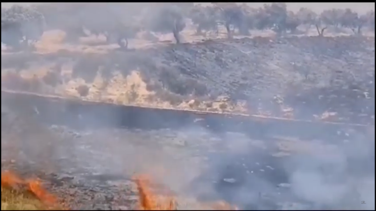 مستوطن يحرق أراضي زراعية في نابلس