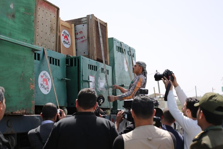 نقل عشرات الحيوانات البرية من غزة إلى الأردن عبر حاجز بيت حانون ‫(43581955)‬ ‫‬.JPG