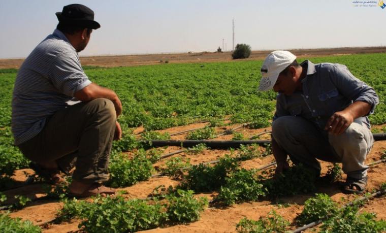 الشريف: ارتفاع نسبة ملوحة المياه الجوفية بغزة دفعنا لتدخلات لخدمة الأراضي الزراعية