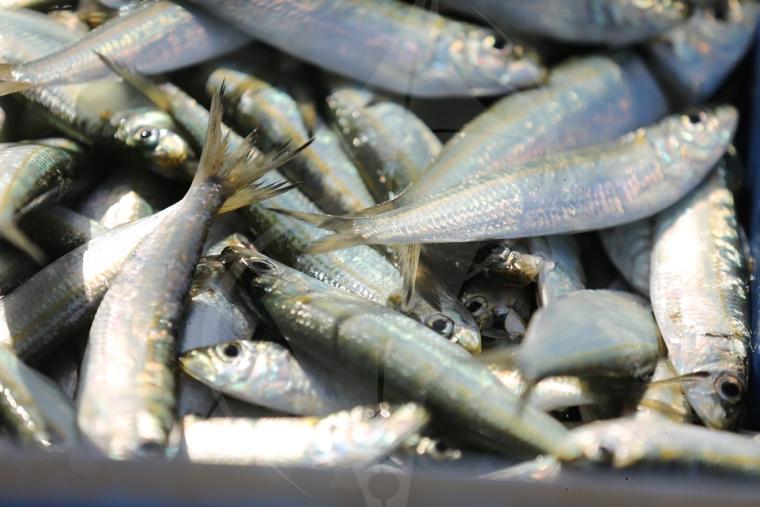 ضبط  كميات من أسماك سامة في أحد الأسواق