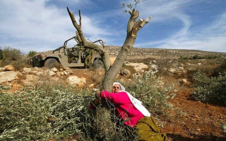 امرأة تحتضن شجرة زيتون