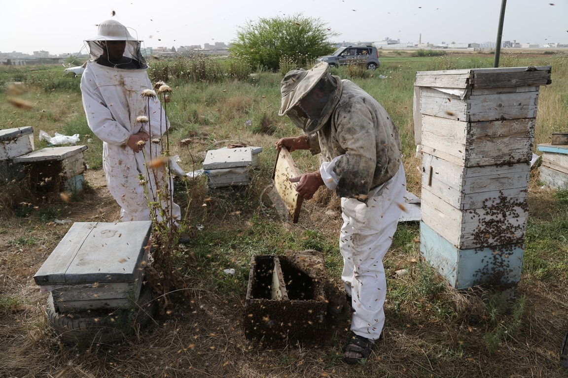 تعرف على مراحل جني العسل... النحل يفرض حظر التجوال على طاقم "فلسطين اليوم" والنهاية "عسل" 59d1bef2d475588380979ddfdd27efc2