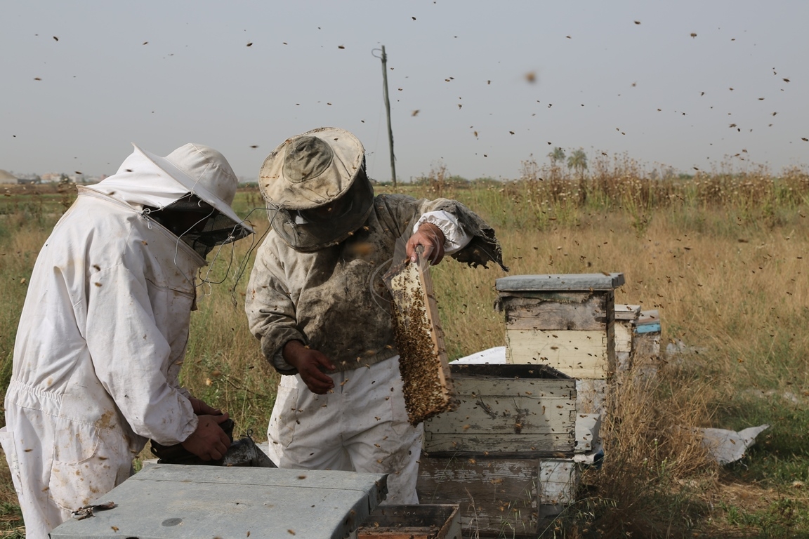 تعرف على مراحل جني العسل... النحل يفرض حظر التجوال على طاقم "فلسطين اليوم" والنهاية "عسل" 5eb2f58f44947c4b19b7007688e4c927