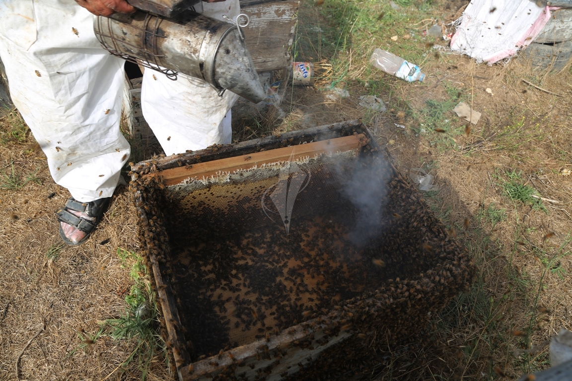 تعرف على مراحل جني العسل... النحل يفرض حظر التجوال على طاقم "فلسطين اليوم" والنهاية "عسل" 9d9685199fd77e72c5f27fc0a7ee359d