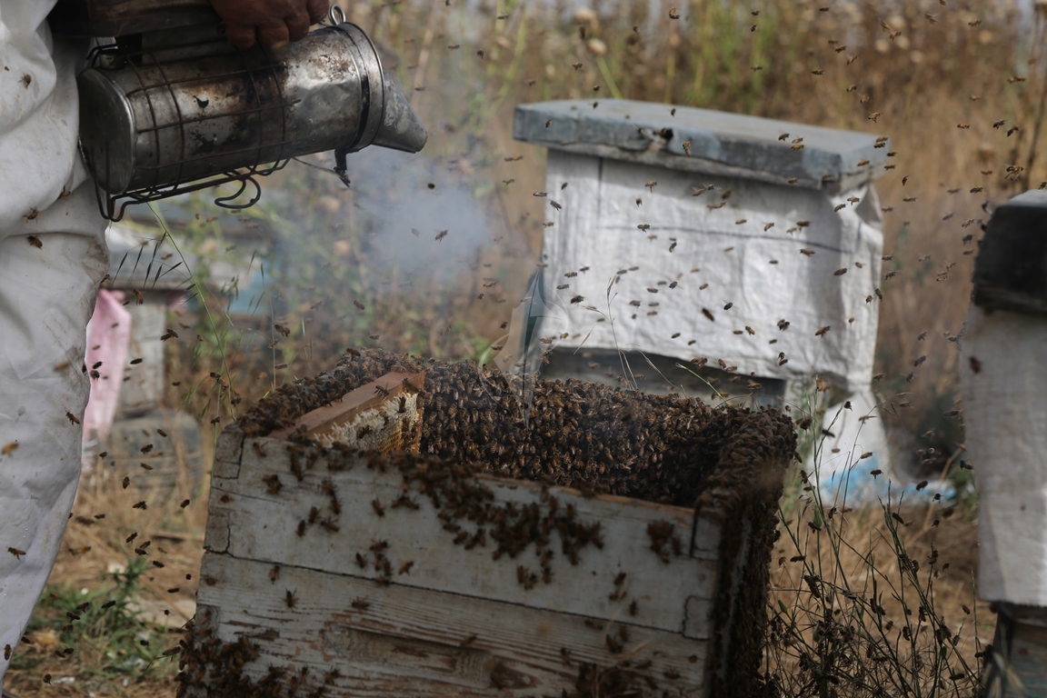 تعرف على مراحل جني العسل... النحل يفرض حظر التجوال على طاقم "فلسطين اليوم" والنهاية "عسل" Be68fbaae9fa7110bacaa358987b68f1