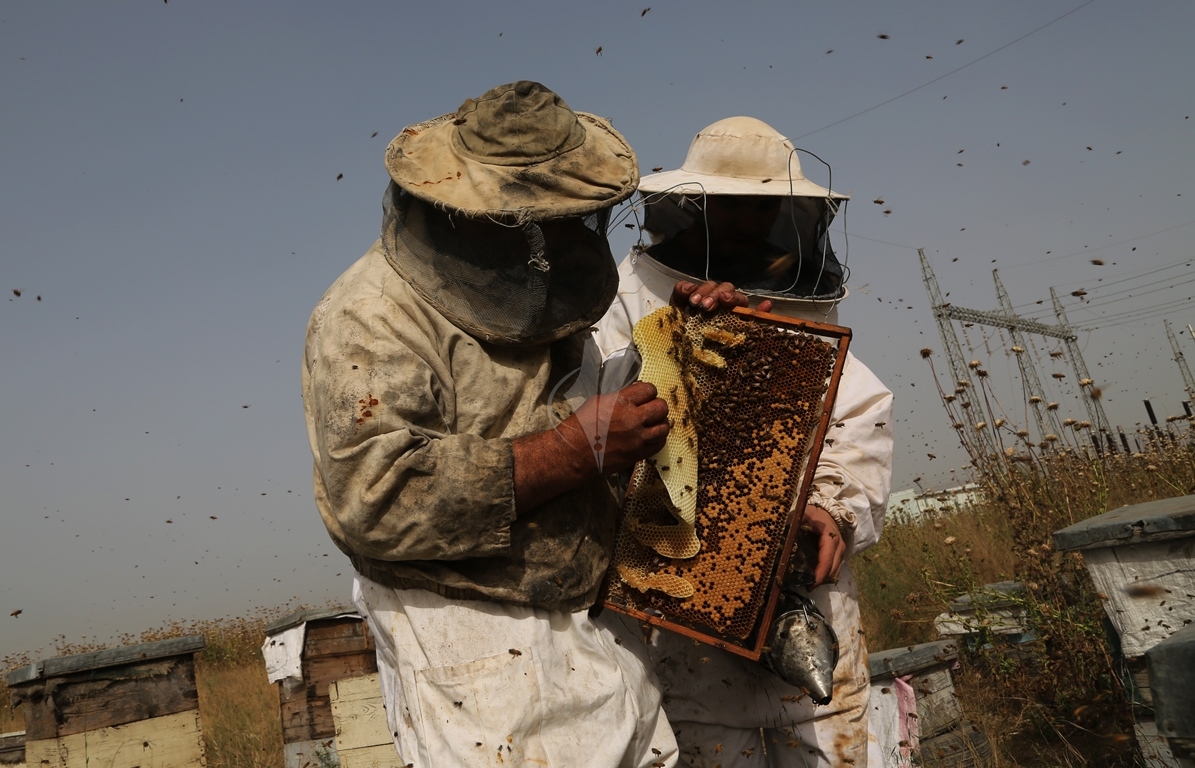 تعرف على مراحل جني العسل... النحل يفرض حظر التجوال على طاقم "فلسطين اليوم" والنهاية "عسل" F636ac94bd5e2cc83fc8cfc074fb060f