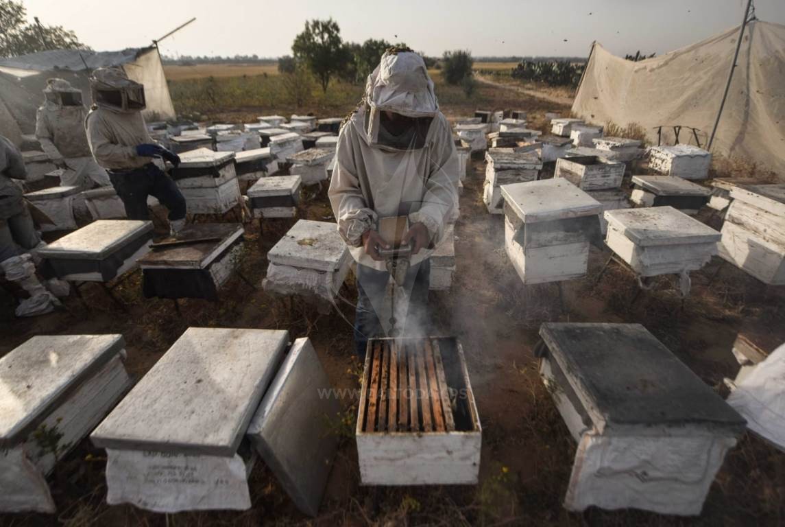  جني العسل الربيعي فى جنوب قطاع غزة ‫(42729996)‬ ‫‬