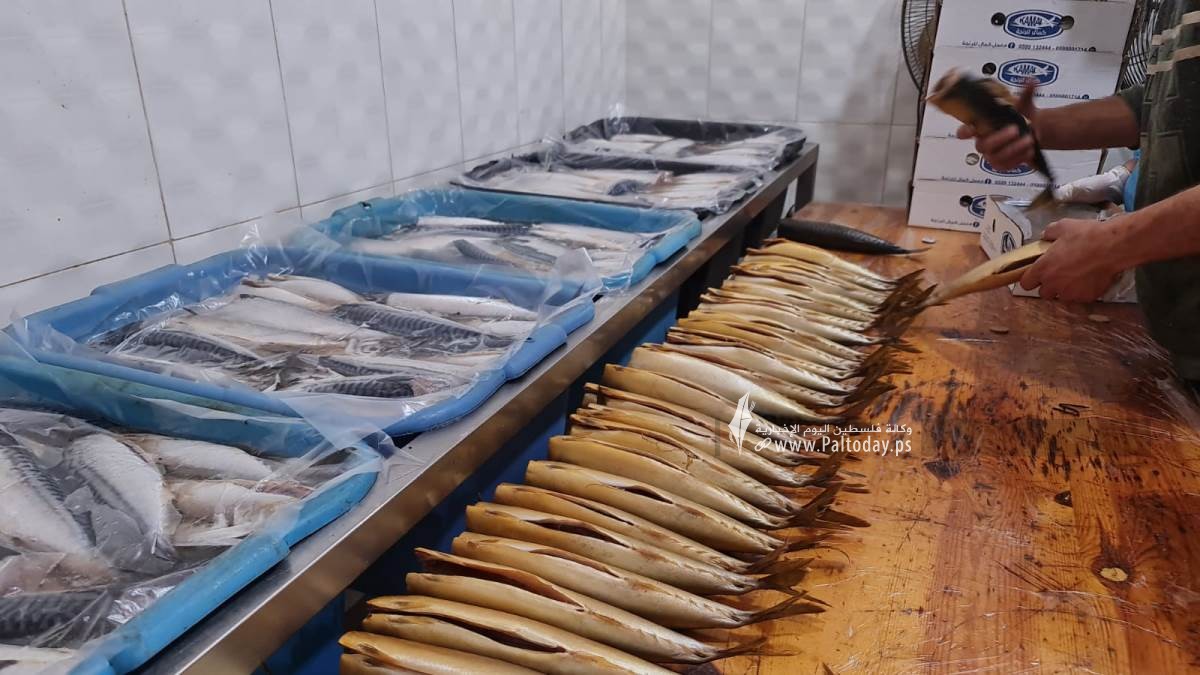 سمك الرنجا جنوب قطاع غزة لتسويقها في موسم عيد الفطر (10).jpeg
