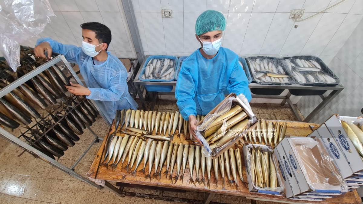 سمك الرنجا جنوب قطاع غزة لتسويقها في موسم عيد الفطر (4).jpeg