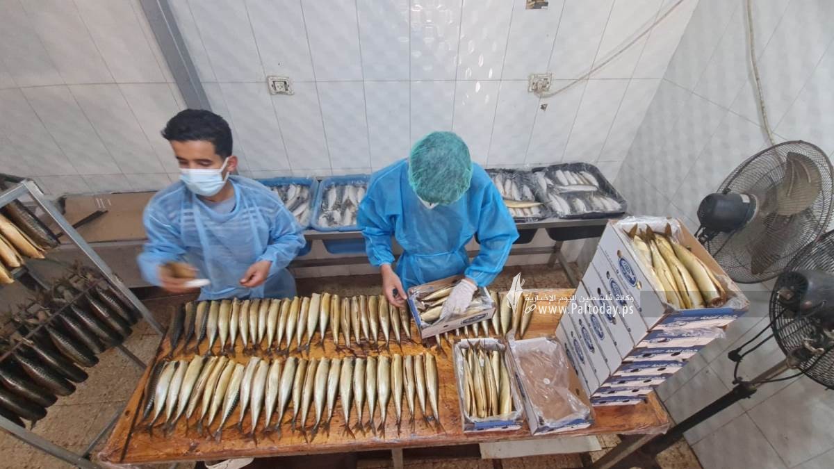 سمك الرنجا جنوب قطاع غزة لتسويقها في موسم عيد الفطر (2).jpeg