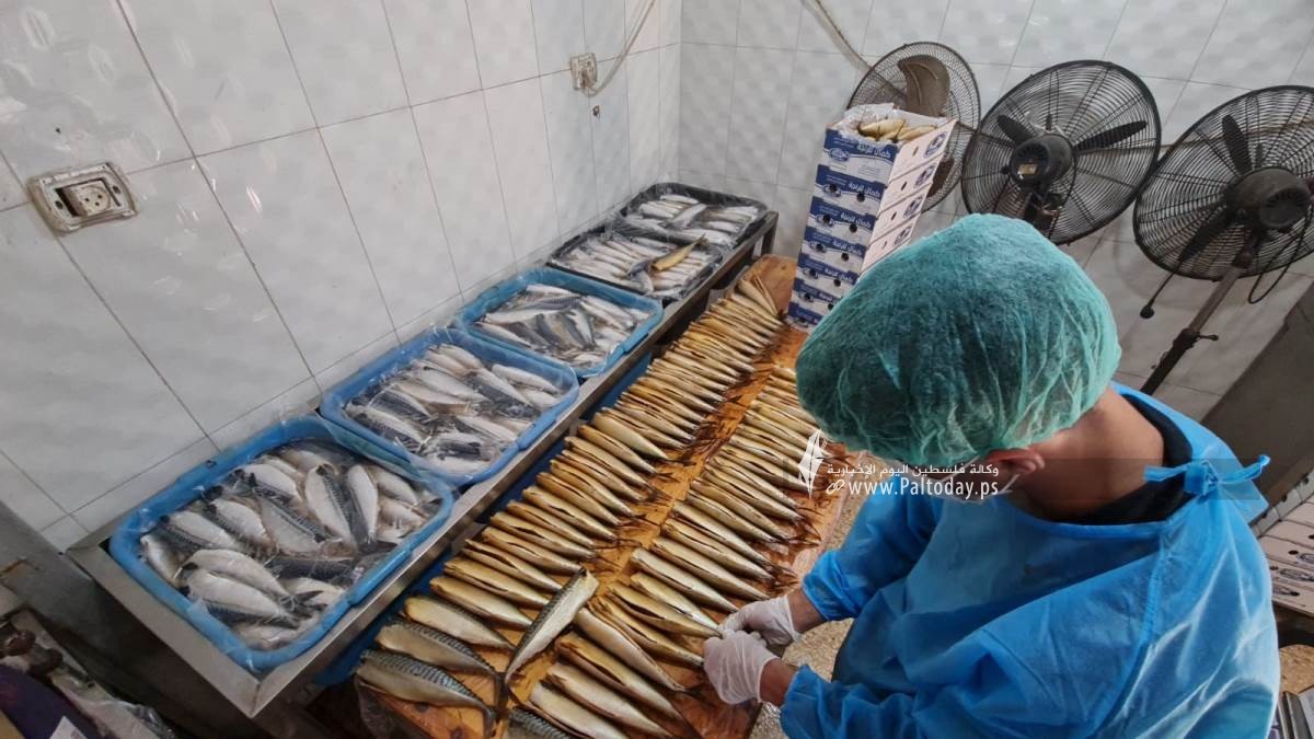 سمك الرنجا جنوب قطاع غزة لتسويقها في موسم عيد الفطر (9).jpeg