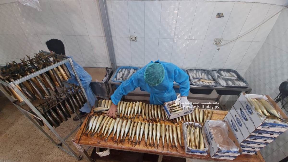 سمك الرنجا جنوب قطاع غزة لتسويقها في موسم عيد الفطر (3).jpeg