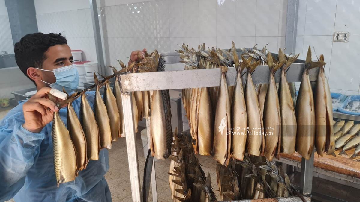 سمك الرنجا جنوب قطاع غزة لتسويقها في موسم عيد الفطر (11).jpeg