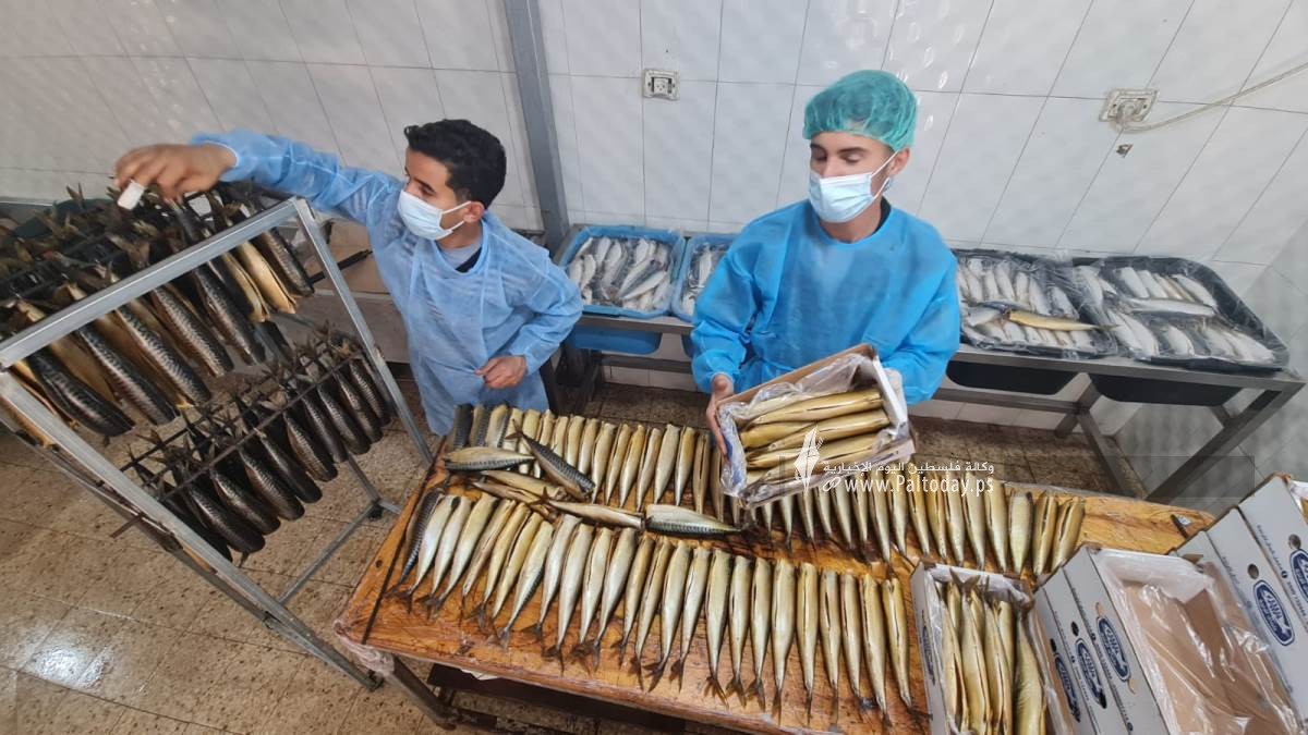 سمك الرنجا جنوب قطاع غزة لتسويقها في موسم عيد الفطر (7).jpeg