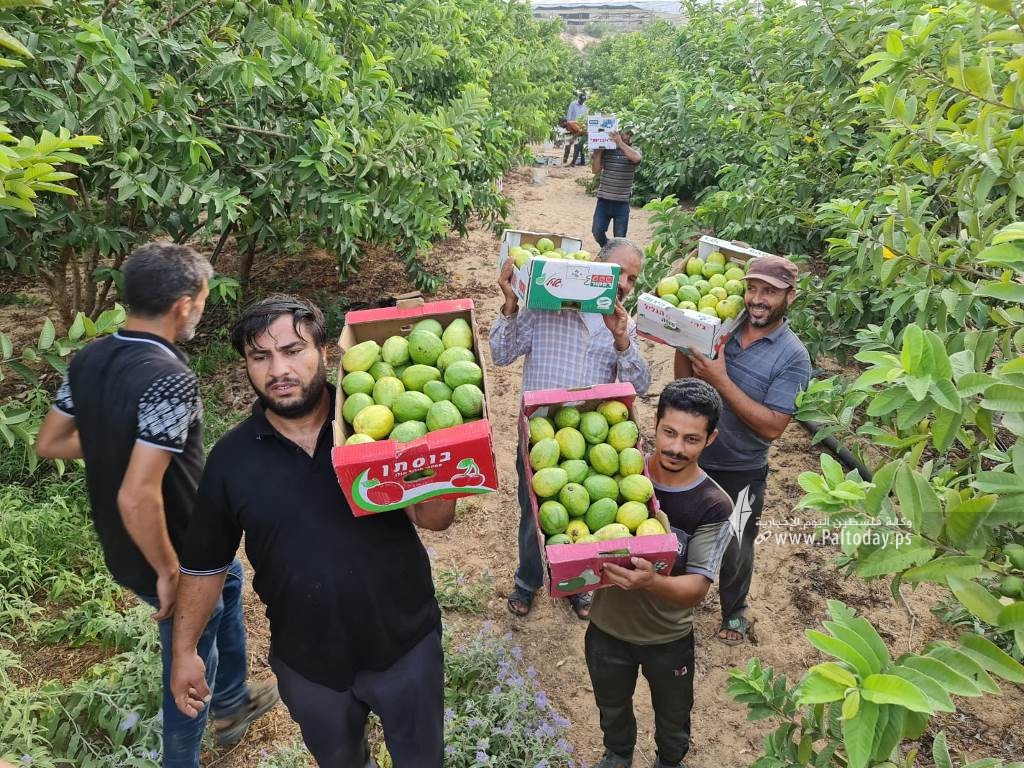 قطف ثمار الجوافة (10).jpeg