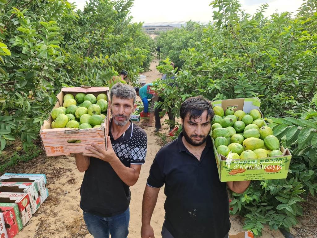 قطف ثمار الجوافة (8).jpeg