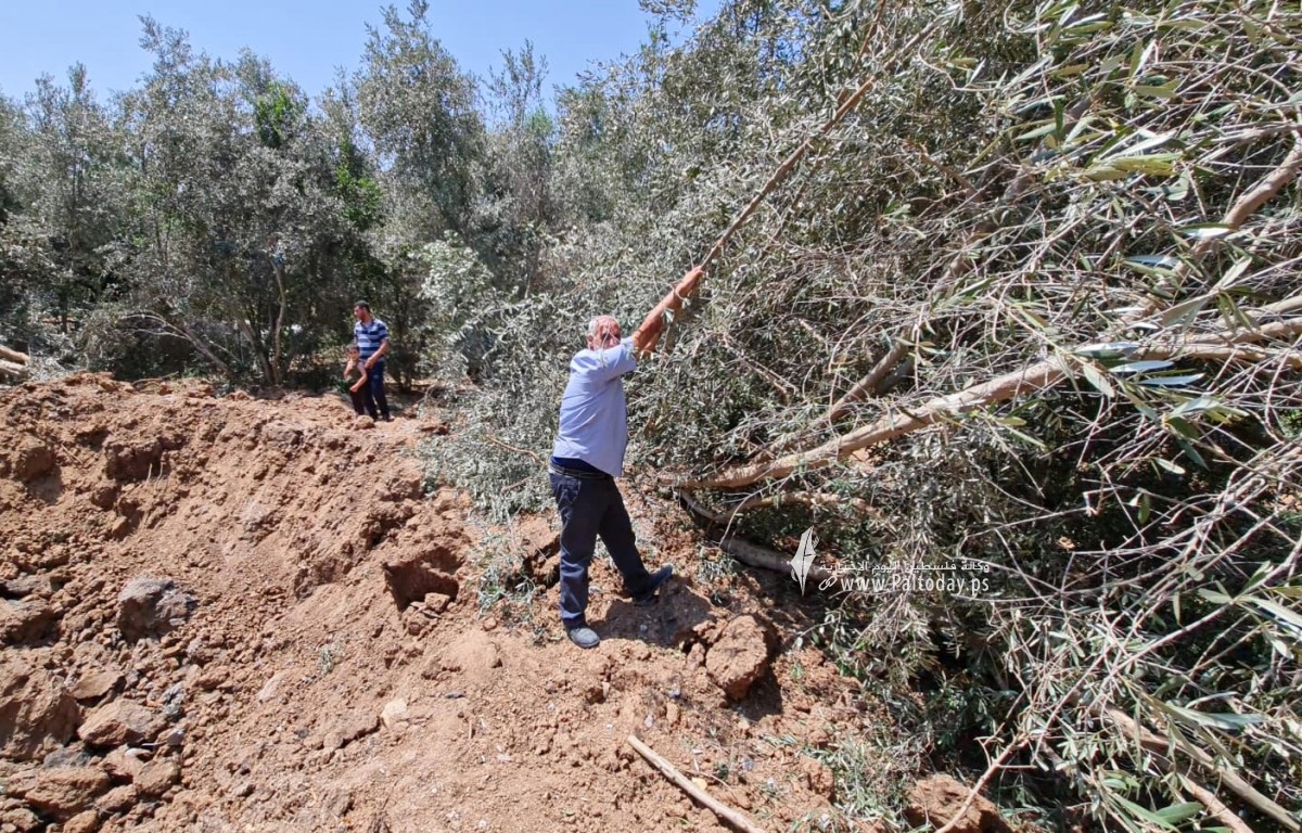  قصف الاحتلال الإسرائيلي لأراضٍ زراعية شمال قطاع غزة (10).jpeg