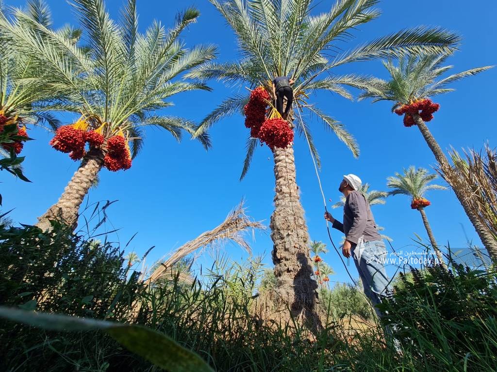 موسم جني ثمار النخيل في قطاع غزة (13).jpeg