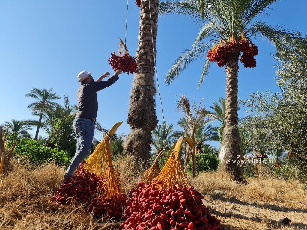 موسم جني ثمار النخيل في قطاع غزة (7).jpeg