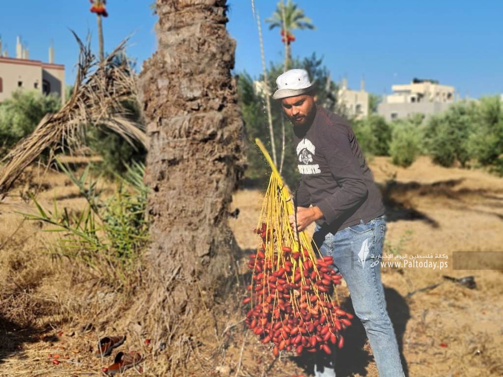 موسم جني ثمار النخيل في قطاع غزة (9).jpeg