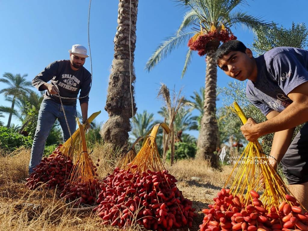موسم جني ثمار النخيل في قطاع غزة (2).jpeg