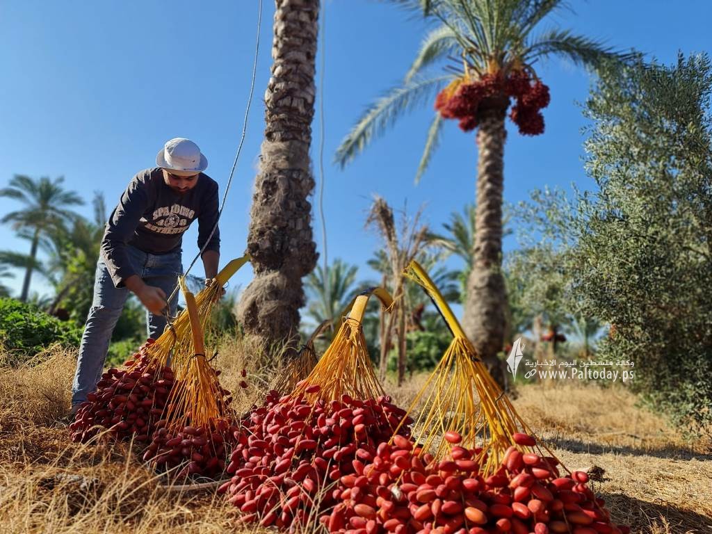 موسم جني ثمار النخيل في قطاع غزة (10).jpeg