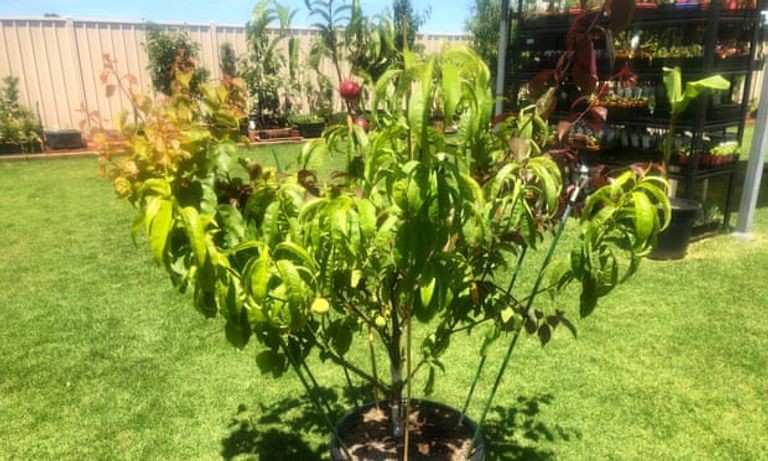 127-005344-man-guinness-book-records-tree-fruits-3.jpeg