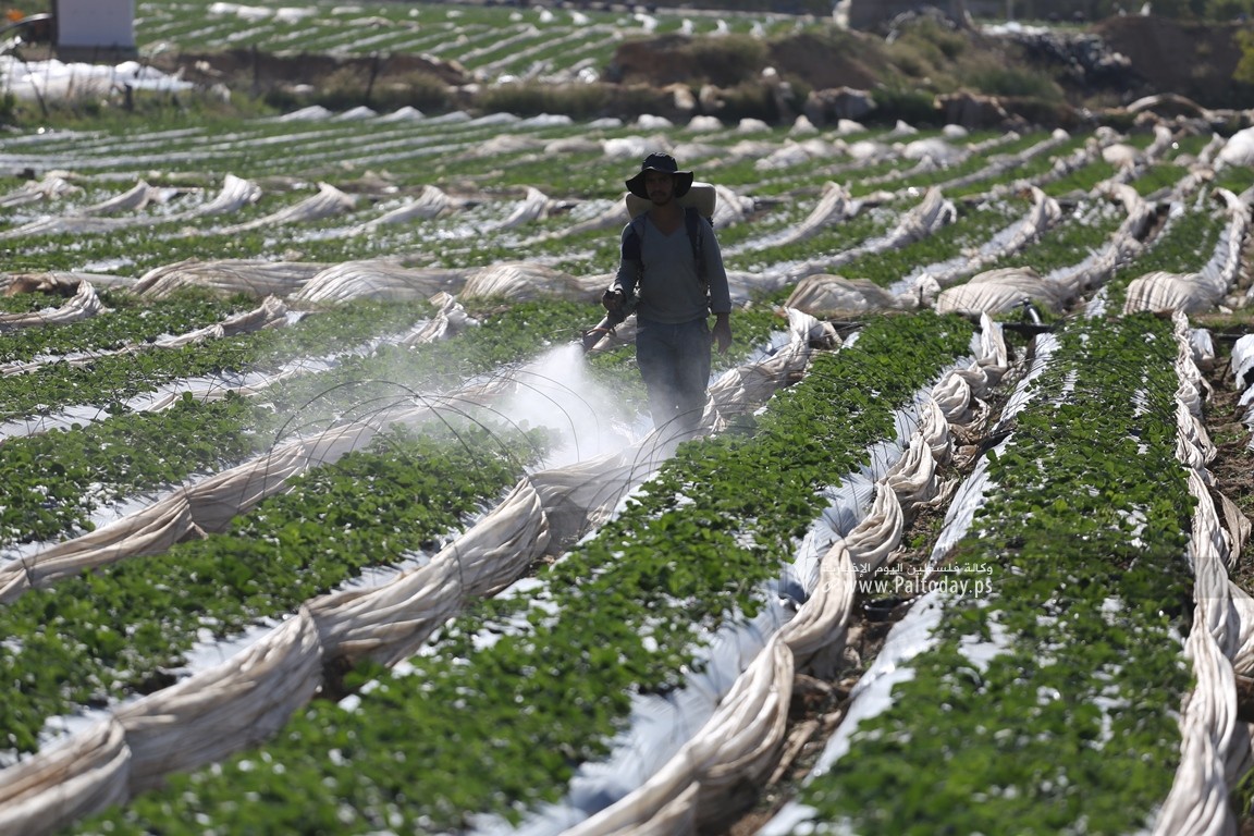 مزارعو غزة يفتتحون موسم الفراولة (13).JPG