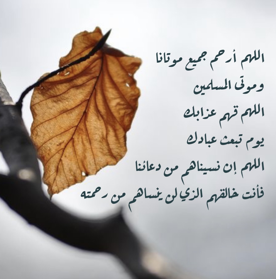 صور يوم الجمعة2.jpg
