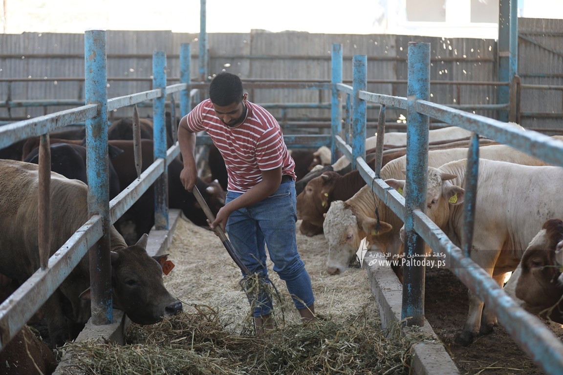 مزارع العجول بغزة تستعد لاستقبال عيد الاضحى 2022 (4).JPG