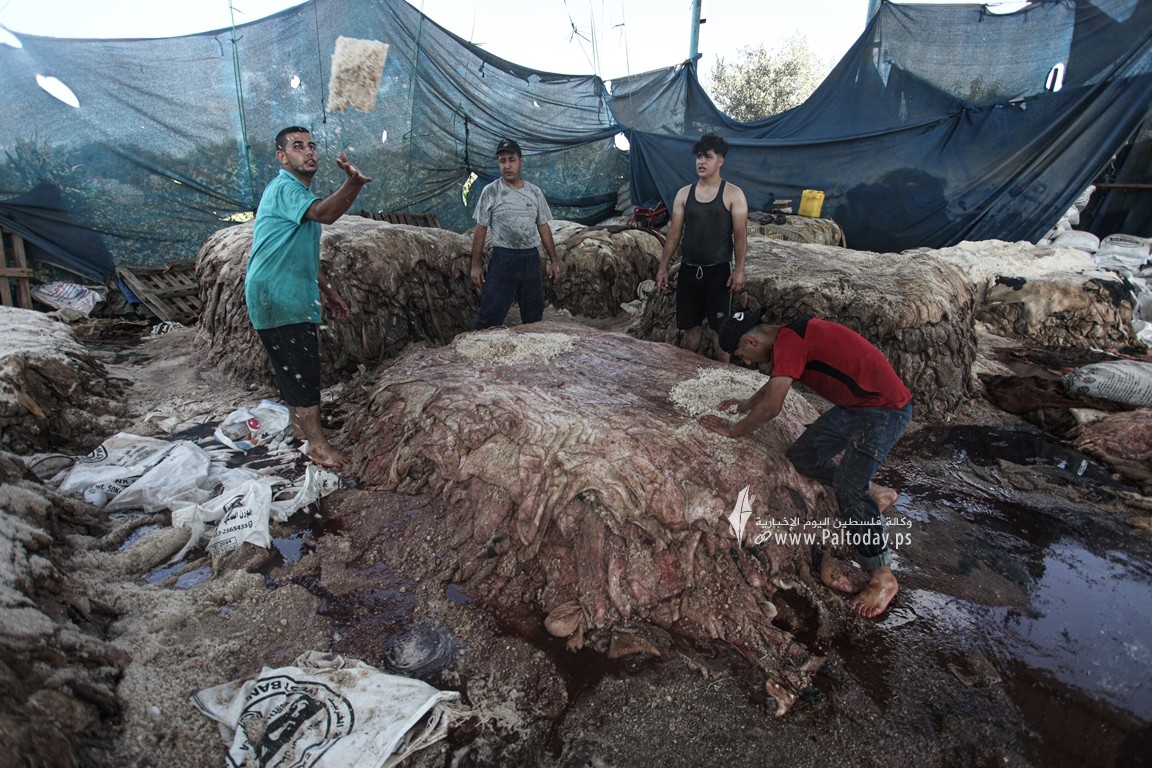 دباغة الجلود.. مهنة قديمة تصارع من أجل البقاء في غزة