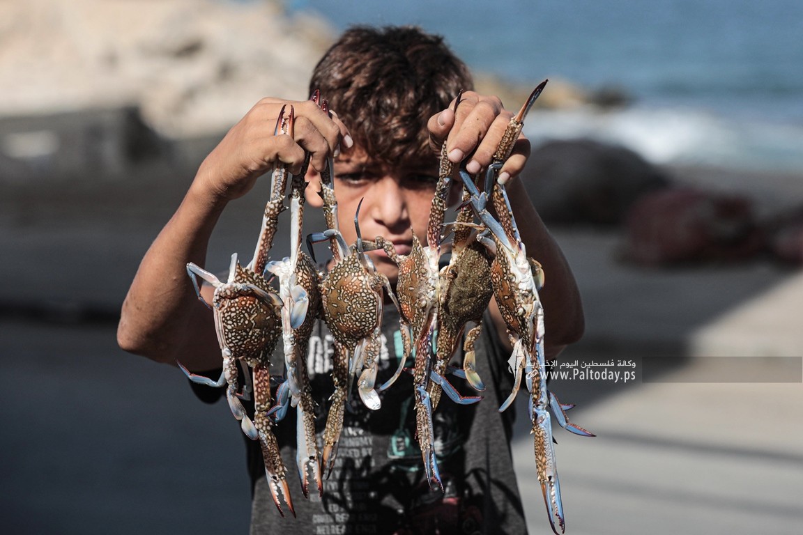 موسم السلطعونات في قطاع غزة (12).jpg