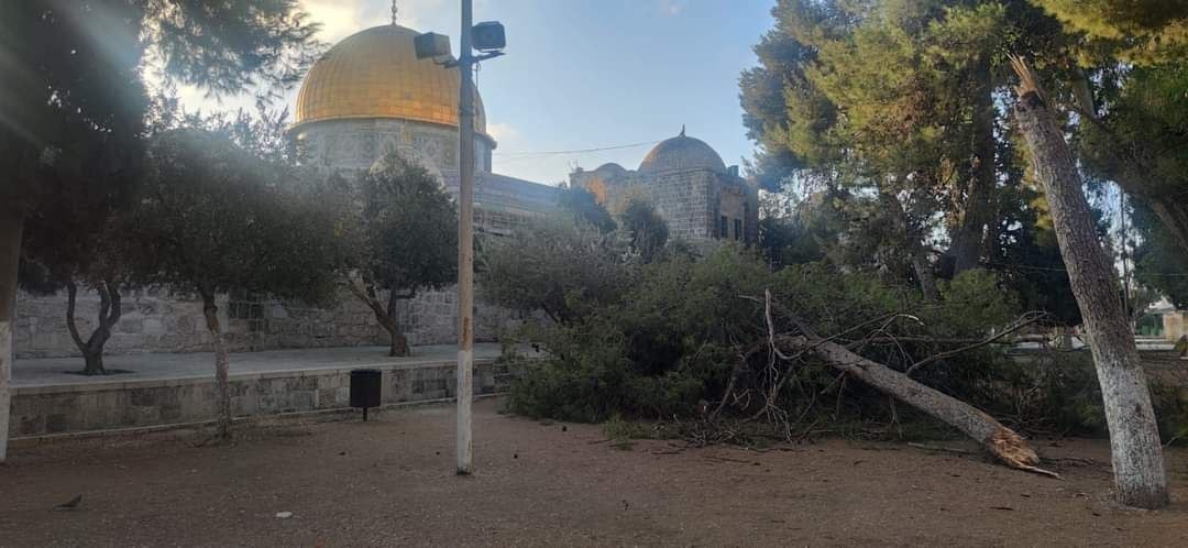 سقوط احد اشجار المسجد الاقصى1.jpg