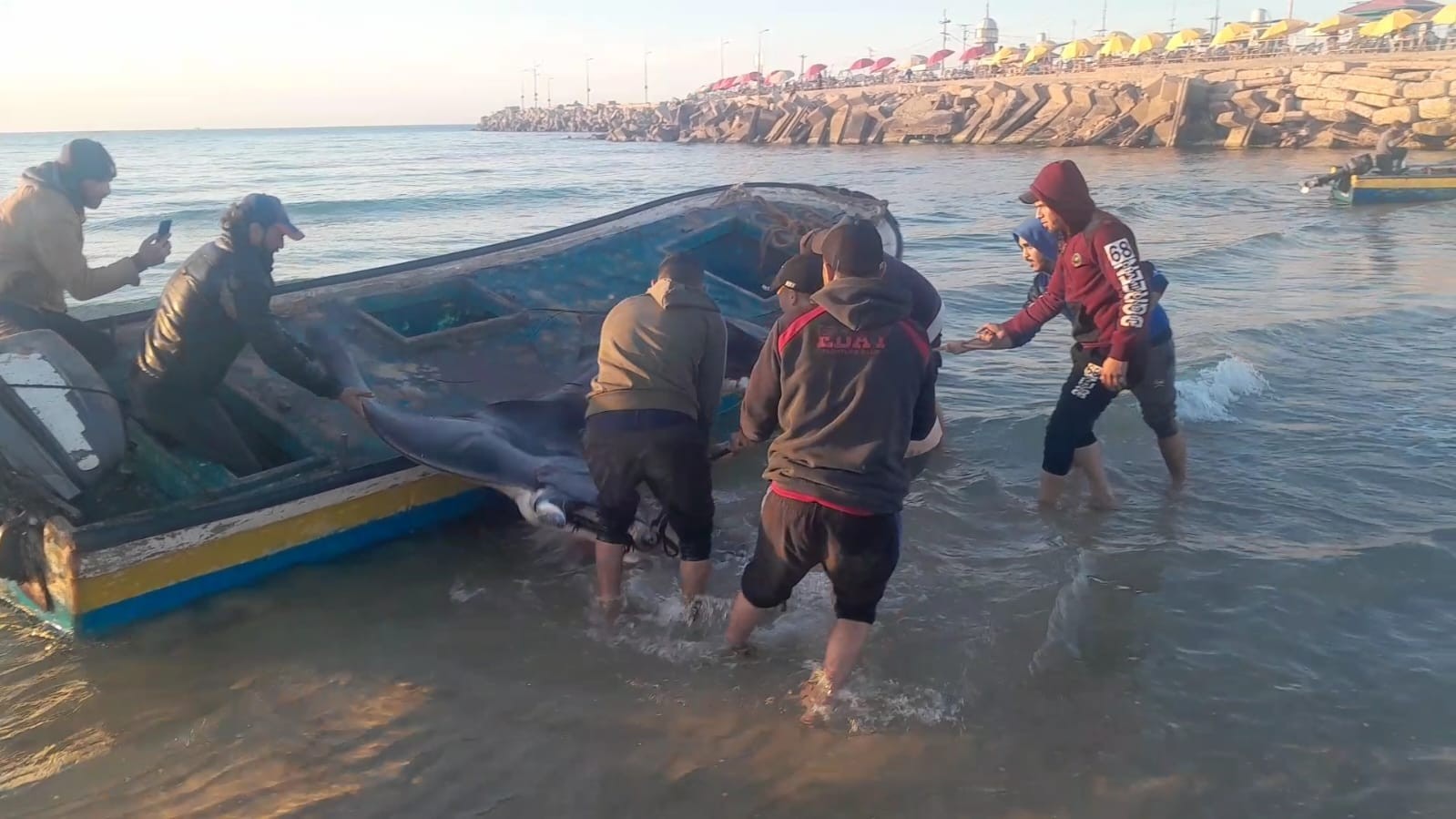 اصطياد سمك الوطواط في غزة 2023