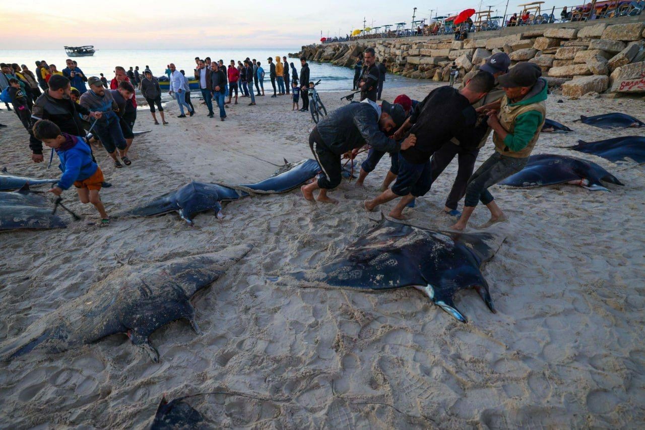 اصطياد سمك الوطواط في غزة 2023