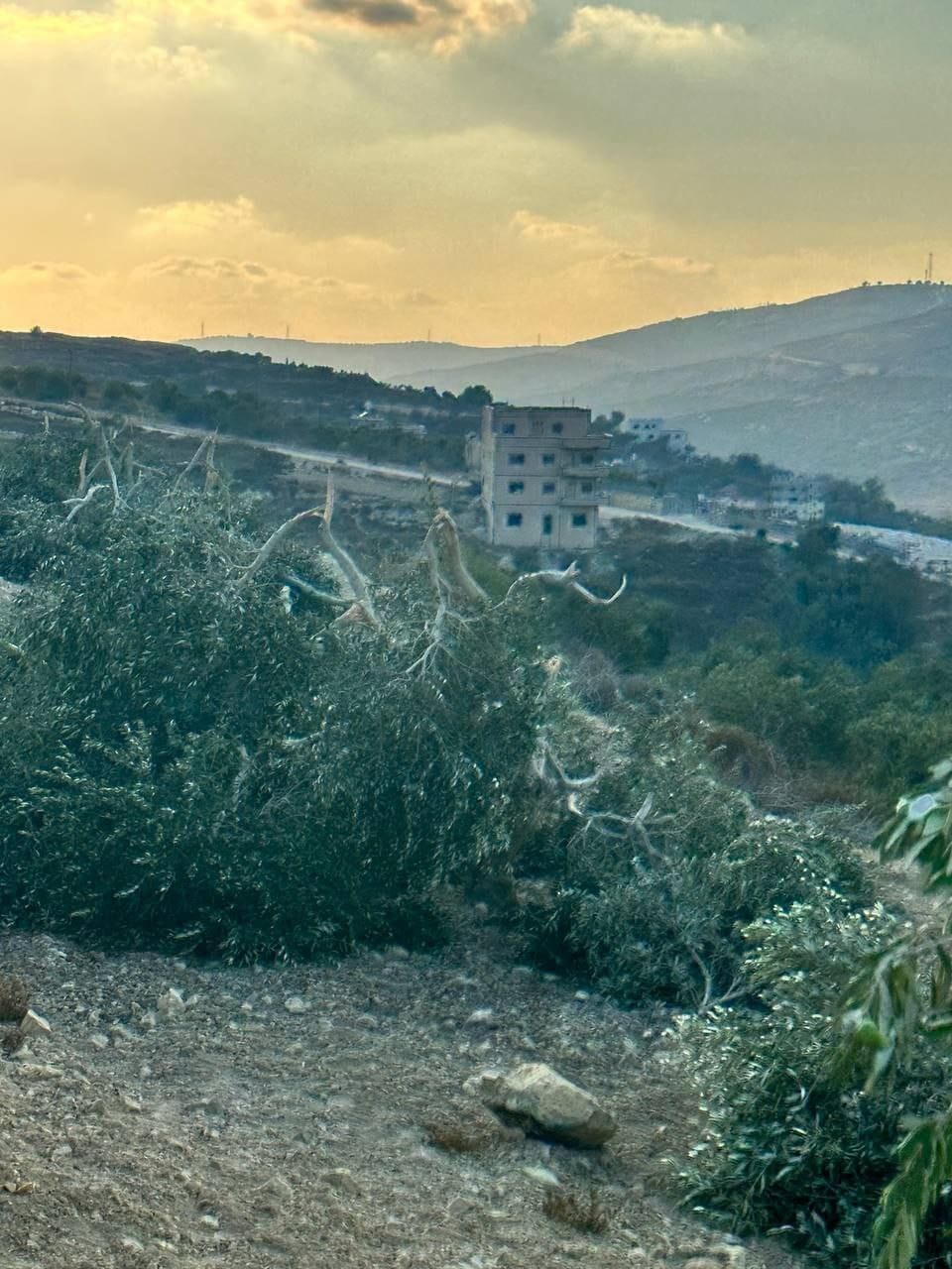 اعتداء المستوطنين (10).jpeg