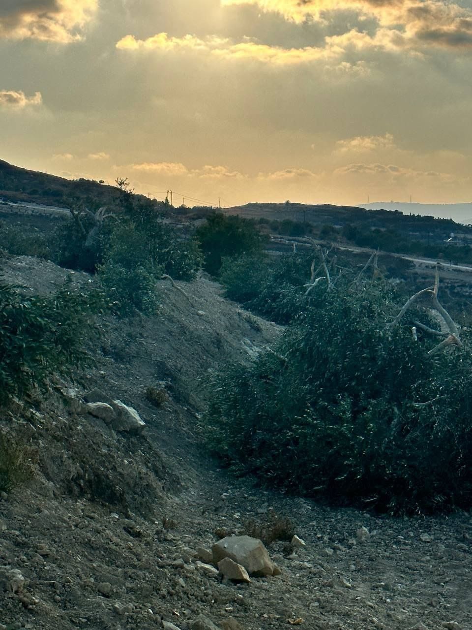 اعتداء المستوطنين (1).jpeg