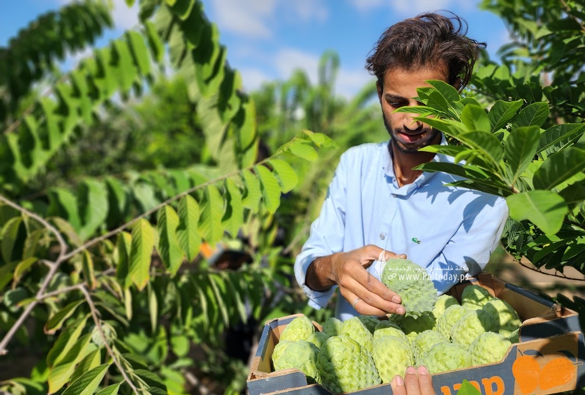 موسم حصاد وفير لفاكهة القشطة في قطاع غزة (5)