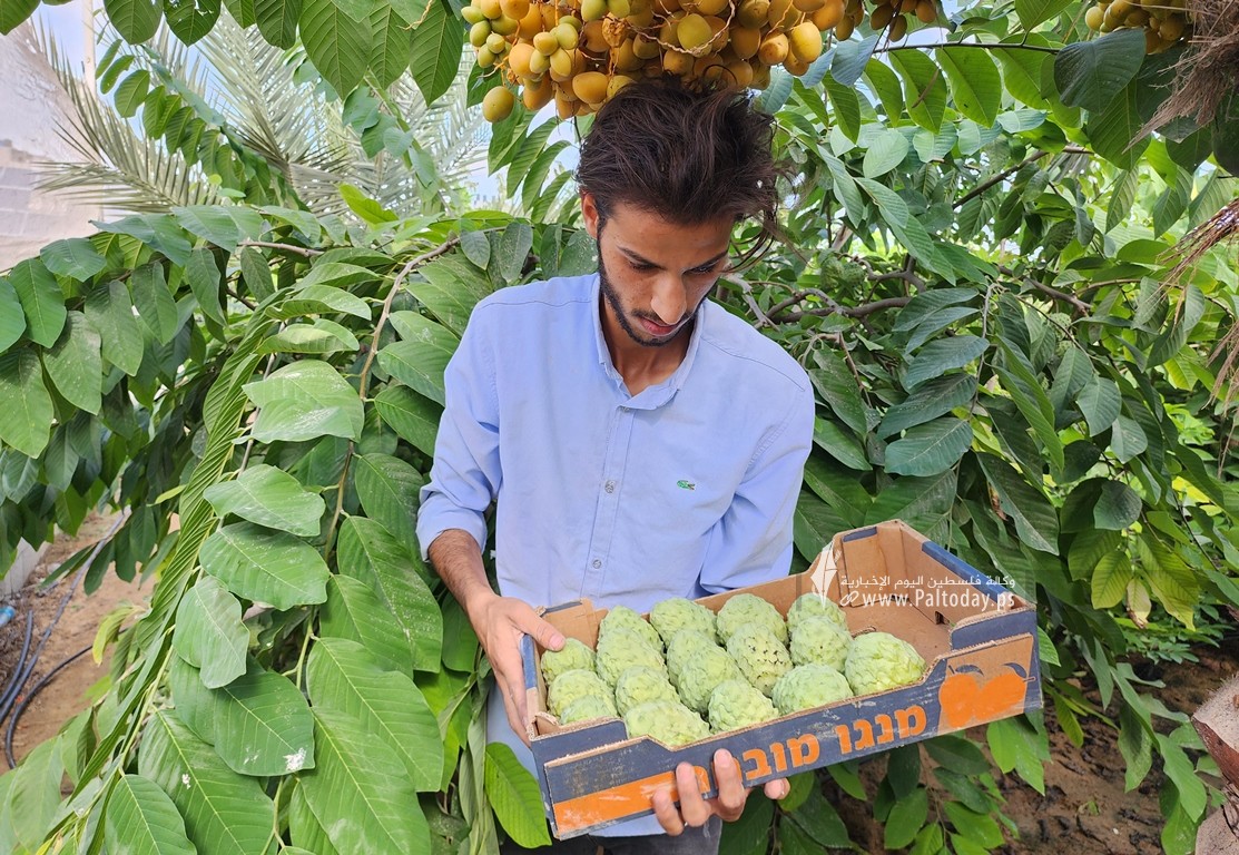 موسم حصاد وفير لفاكهة القشطة في قطاع غزة (2)