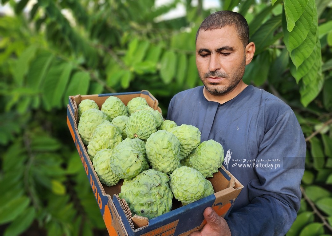 موسم حصاد وفير لفاكهة القشطة في قطاع غزة (12)