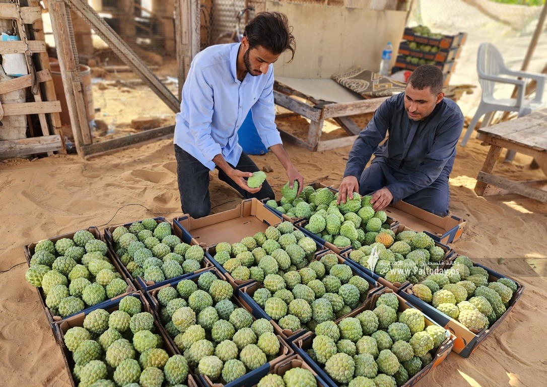 موسم حصاد وفير لفاكهة القشطة في قطاع غزة (14)