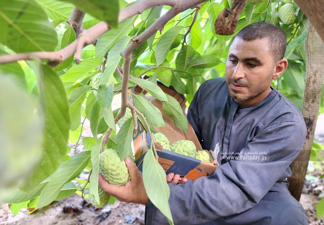 موسم حصاد وفير لفاكهة القشطة في قطاع غزة (3)