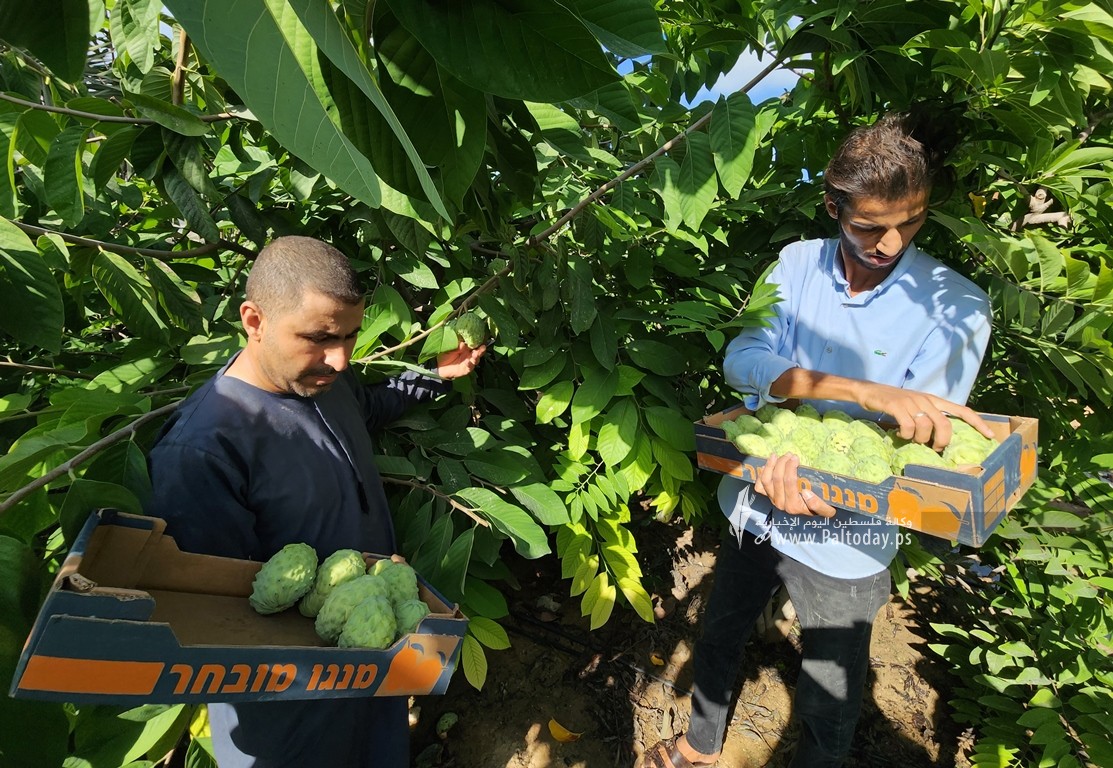 موسم حصاد وفير لفاكهة القشطة في قطاع غزة (4)