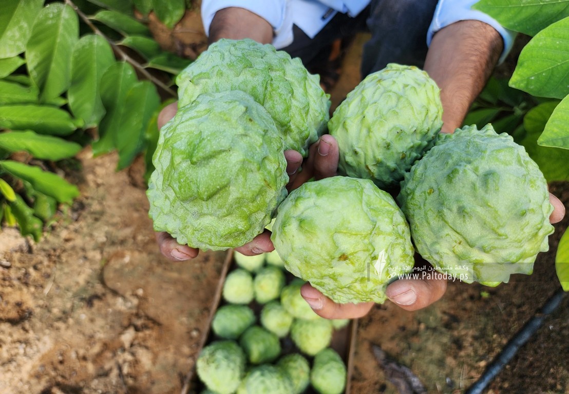 موسم حصاد وفير لفاكهة القشطة في قطاع غزة (10)